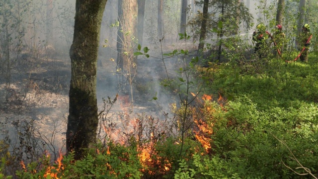 Osiem zastępów Państwowej oraz Ochotniczej Straży Pożarnej gasił pożar jednego hektara młodnika w okolicach miejscowości Rurka.