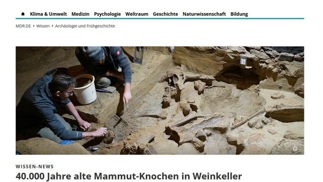 Kości mamutów w austriackiej piwnicy z winem