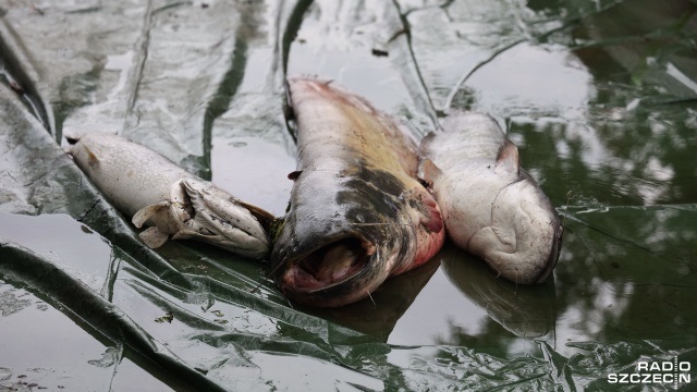 Śnięte ryby w powiecie gryfińskim - rybacy informują o masowych zatruciach, pojawiają się spekulacje o ponownym zanieczyszczeniu Odry w naszym regionie. Eksperci wypowiedzieli się na ten temat w audycji Radio Szczecin na Wieczór.