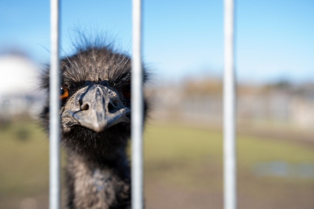 Trzy małe emu pojadą do Zoo w Poznaniu. To już drugi raz, kiedy pisklaki opuszczą ZUT-owską zwierzętarnię, aby rozpocząć dorosłe życie pod czujnym okiem pracowników poznańskiego ogrodu.