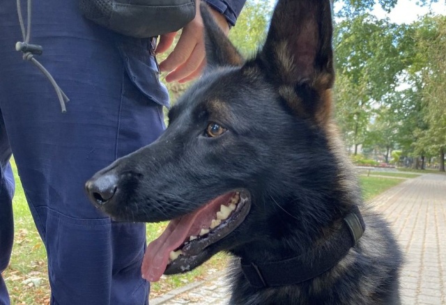 Nowy pies patrolowo-tropiący w szeregach łobeskiej policji. To Kali - 18-miesięczny owczarek niemiecki.