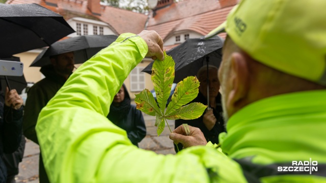 Pięknotka Bodinera, kłęk amerykański i kasztan szary - takie okazy drzew mogli podziwiać w centrum Szczecina uczestnicy niezwykłego spaceru.