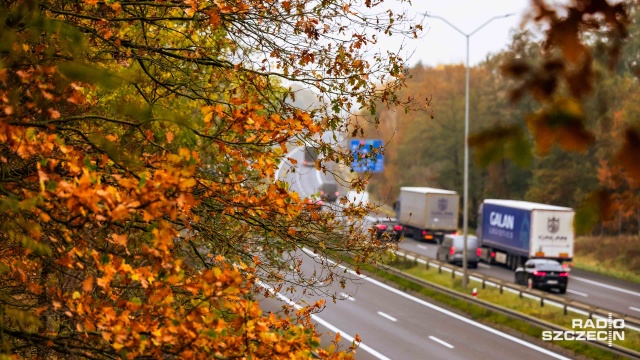 Ponad 370 drzew zostanie wyciętych przy autostradzie A6. Mowa o 15-kilometrowym odcinku między węzłami Szczecin Dąbie i Radziszewo.