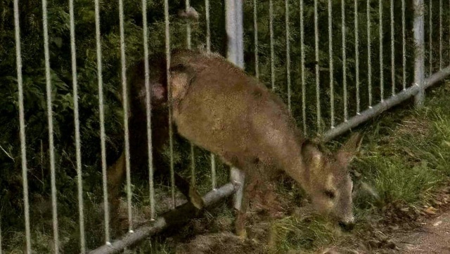 Nietypowa akcja strażaków ze Stepnicy. W weekend pomogli sarnie. Zwierzę utknęło między szczeblami ogrodzenia.