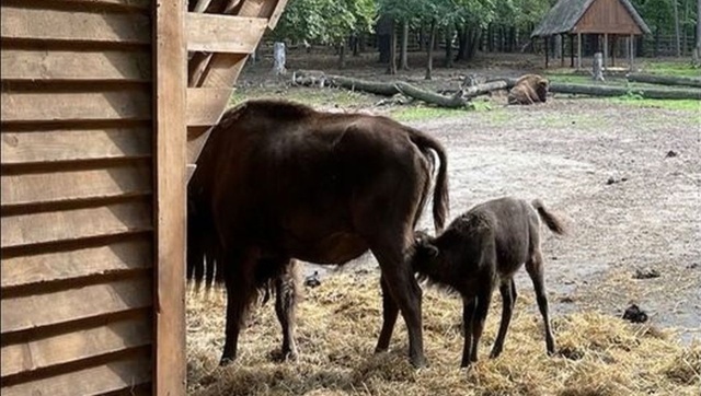 To samiec, który przyszedł na świat w Zagrodzie Pokazowej Wolińskiego Parku Narodowego. Do 16 grudnia, park czeka na maile z propozycjami.