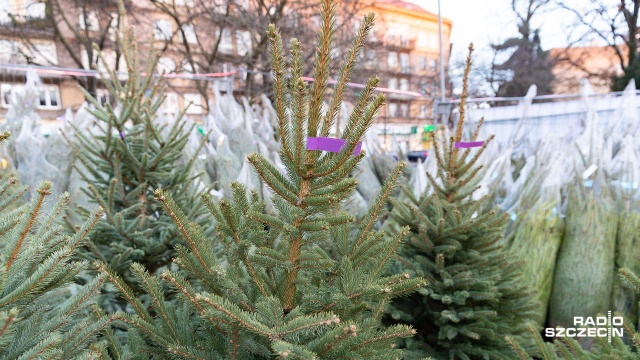 Duża część nadleśnictw w kraju prowadzi sprzedaż choinek przed świętami, w niektórych z nich drzewko można wyciąć samodzielnie.