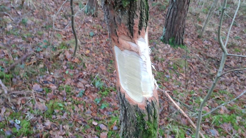 Fot. pan Zdzisław, słuchacz Radia Szczecin