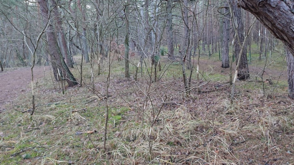 Fot. pan Zdzisław, słuchacz Radia Szczecin