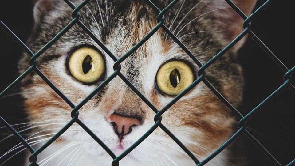 Fot. pixabay.com / Pezibear (CC0 domena publiczna)