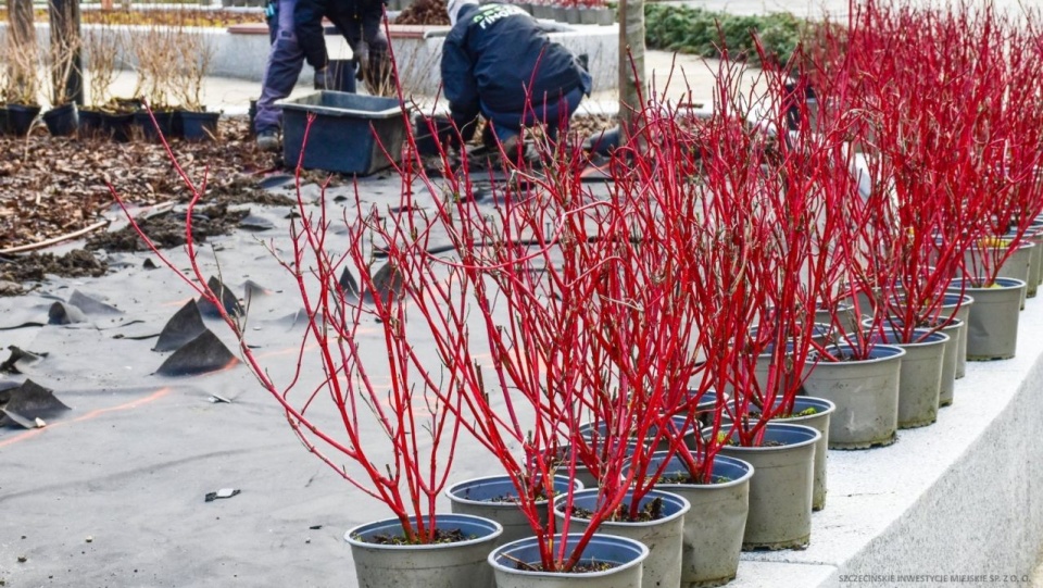 Fot. Szczecińskie Inwestycje Miejskie