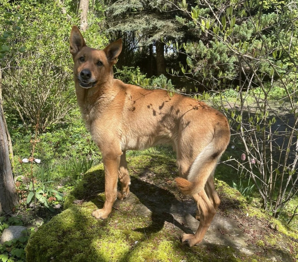 Fot. Fundacja Animals Przystań Świnoujście.