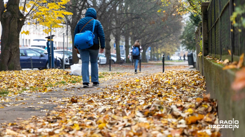 Mokre liście na chodnikach i ulicach. Co na to szczecinianie? [WIDEO, ZDJĘCIA]