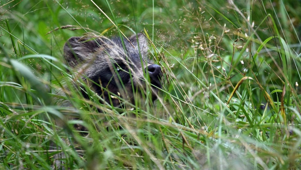 Jenota nie można wypuścić na wolność