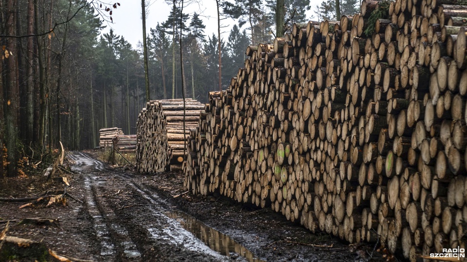 Ponad 1,5 tys. świerków pod topór w Lesie Arkońskim [WIDEO, ZDJĘCIA]