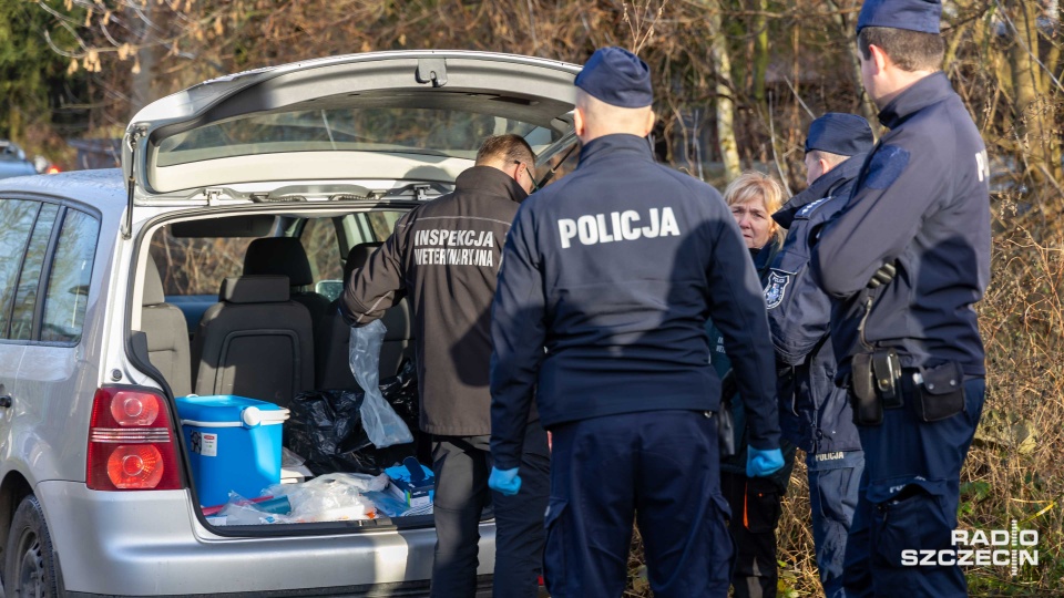 Kilkanaście świń skazanych na likwidację może znaleźć nowy dom