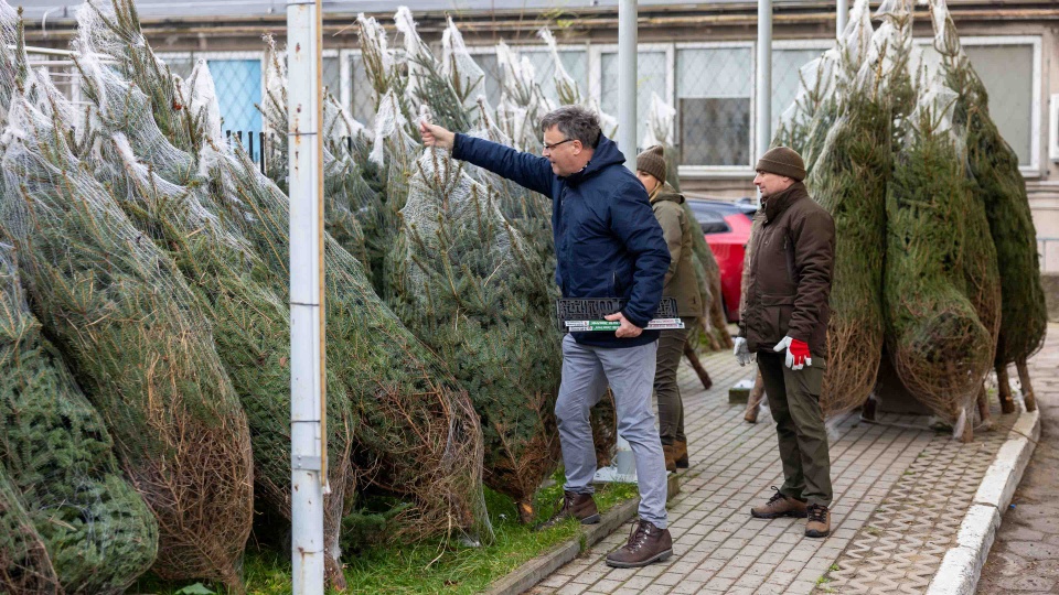 Duże zainteresowanie akcją "Choinka dla życia" w Centrum Krwiodawstwa [ZDJĘCIA]