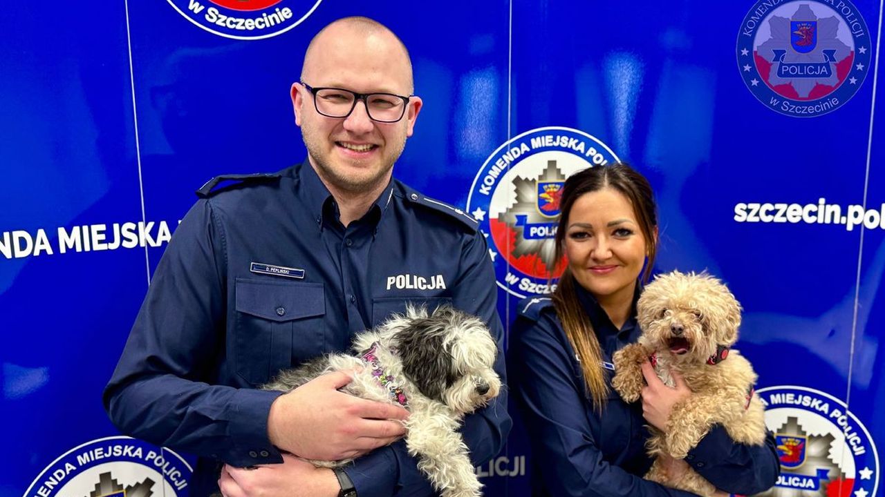 Łukasz N., podejrzany o kilka poważnych przestępstw stanie przed sądem. Szczecińscy śledczy ustalili, że w lutym ubiegłego roku mężczyzna włamał się do mieszkania w Szwajcarii i ukradł dwa psy rasy Bolonka zwetna warte ponad 20 tys. zł.