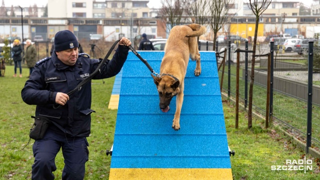 Fot. Robert Stachnik [Radio Szczecin] Czterech psich funkcjonariuszy wstąpi do szczecińskiej policji [WIDEO, ZDJĘCIA]