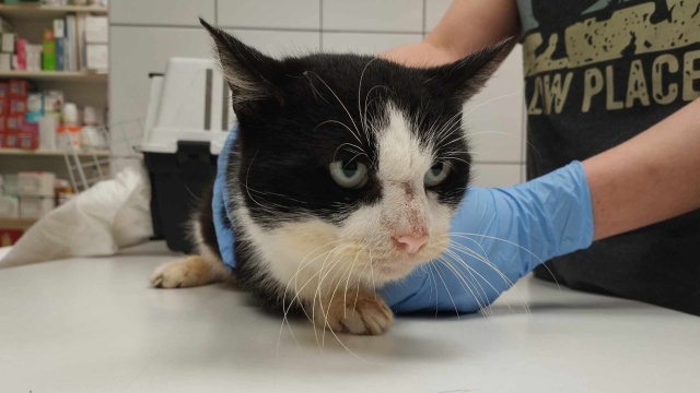 Fot. TOZ Oddział w Szczecinie Zmiany klimatyczne wpływają na większą liczbę kotów w schronisku [WIDEO, ZDJĘCIA]