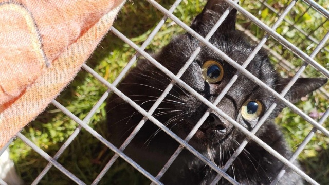 Fot. TOZ Oddział w Szczecinie Zmiany klimatyczne wpływają na większą liczbę kotów w schronisku [WIDEO, ZDJĘCIA]
