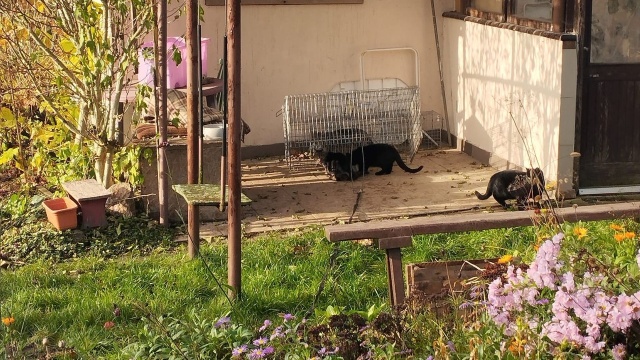 Fot. TOZ Oddział w Szczecinie Zmiany klimatyczne wpływają na większą liczbę kotów w schronisku [WIDEO, ZDJĘCIA]