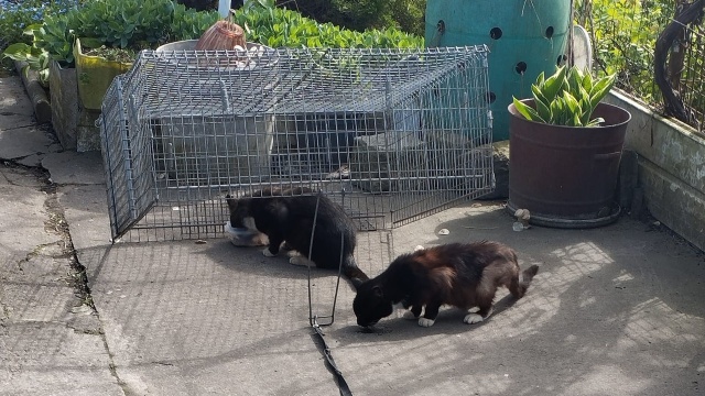 Fot. TOZ Oddział w Szczecinie Zmiany klimatyczne wpływają na większą liczbę kotów w schronisku [WIDEO, ZDJĘCIA]