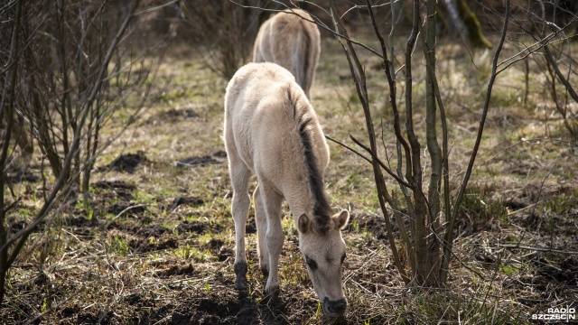 Fot. Kamila Kozioł [Radio Szczecin] Narodziny źrebiąt w zagrodzie pokazowej konika polskiego [WIDEO, ZDJĘCIA]