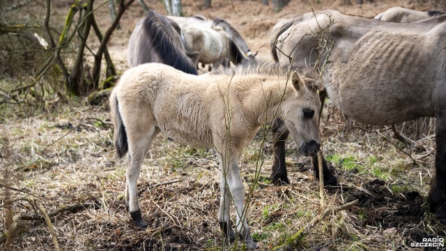 Fot. Kamila Kozioł [Radio Szczecin] Narodziny źrebiąt w zagrodzie pokazowej konika polskiego [WIDEO, ZDJĘCIA]