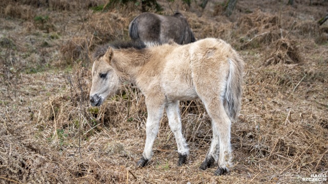 Fot. Kamila Kozioł [Radio Szczecin] Narodziny źrebiąt w zagrodzie pokazowej konika polskiego [WIDEO, ZDJĘCIA]