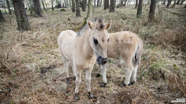 Fot. Kamila Kozioł [Radio Szczecin] Narodziny źrebiąt w zagrodzie pokazowej konika polskiego [WIDEO, ZDJĘCIA]
