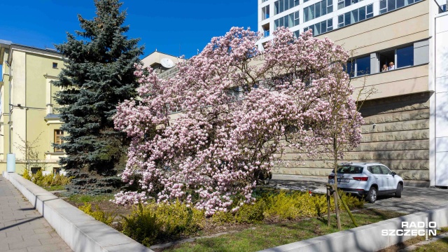 Fot. Robert Stachnik [Radio Szczecin] Radiowa magnolia budzi zachwyt mieszkańców [WIDEO, ZDJĘCIA]