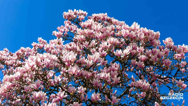Fot. Robert Stachnik [Radio Szczecin] Radiowa magnolia budzi zachwyt mieszkańców [WIDEO, ZDJĘCIA]