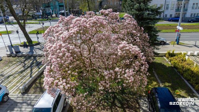 Fot. Robert Stachnik [Radio Szczecin] Radiowa magnolia budzi zachwyt mieszkańców [WIDEO, ZDJĘCIA]