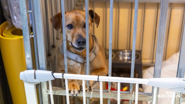 Fot. Robert Stachnik [Radio Szczecin] TOZ wnioskuje do Urzędu Miasta o nowy lokal. Brakuje miejsca dla zwierząt [WIDEO, ZDJĘCIA]