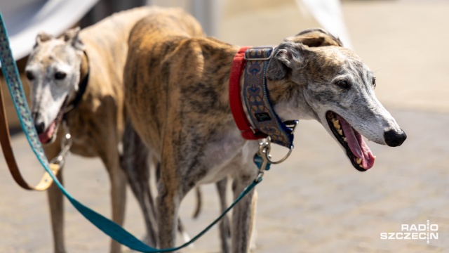 Fot. Robert Stachnik [Radio Szczecin] W Przecławiu trwa festyn dla wielbicieli czworonogów [WIDEO, ZDJĘCIA]