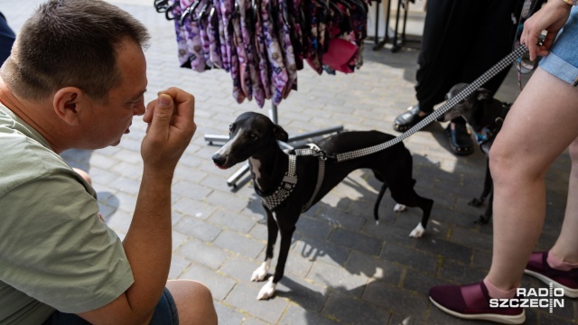Fot. Robert Stachnik [Radio Szczecin] W Przecławiu trwa festyn dla wielbicieli czworonogów [WIDEO, ZDJĘCIA]