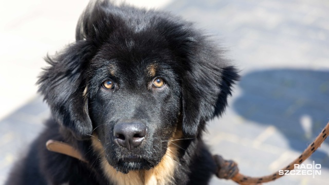 Fot. Robert Stachnik [Radio Szczecin] W Przecławiu trwa festyn dla wielbicieli czworonogów [WIDEO, ZDJĘCIA]