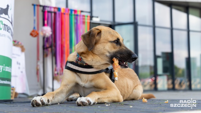 Fot. Robert Stachnik [Radio Szczecin] W Przecławiu trwa festyn dla wielbicieli czworonogów [WIDEO, ZDJĘCIA]
