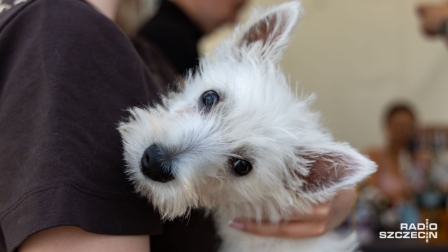 Fot. Robert Stachnik [Radio Szczecin] W Przecławiu trwa festyn dla wielbicieli czworonogów [WIDEO, ZDJĘCIA]
