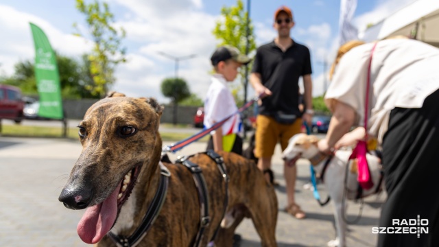 Fot. Robert Stachnik [Radio Szczecin] W Przecławiu trwa festyn dla wielbicieli czworonogów [WIDEO, ZDJĘCIA]