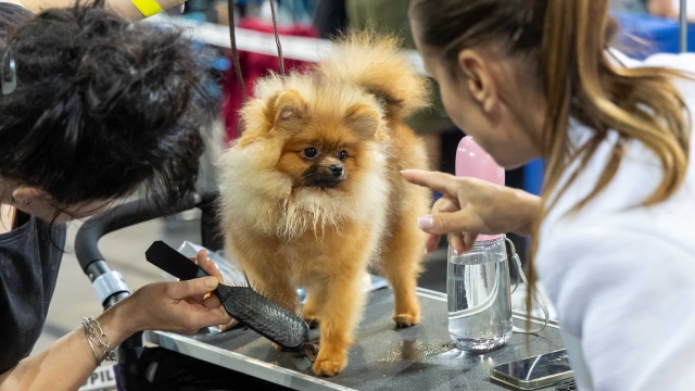 Fot. Robert Stachnik [Radio Szczecin] Netto Arena wyjątkowo rozszczekana [WIDEO, ZDJĘCIA]