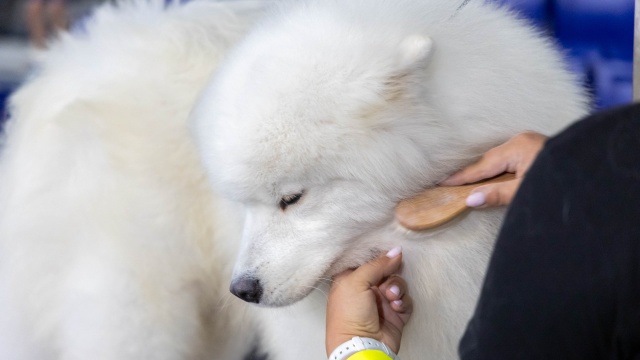 Fot. Robert Stachnik [Radio Szczecin] Netto Arena wyjątkowo rozszczekana [WIDEO, ZDJĘCIA]