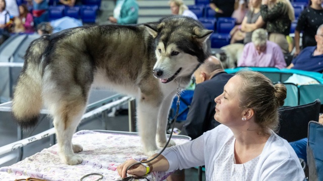 Fot. Robert Stachnik [Radio Szczecin] Netto Arena wyjątkowo rozszczekana [WIDEO, ZDJĘCIA]