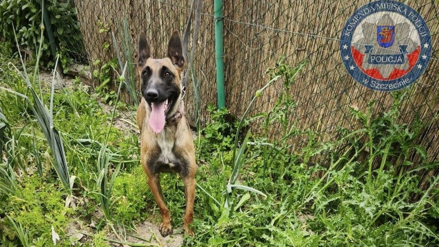 Fot. Komenda Miejska Policji w Szczecinie Policyjny pies wytropił zaginionego nastolatka [ZDJĘCIA]