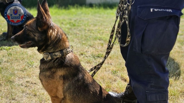 Fot. Komenda Miejska Policji w Szczecinie Policyjny pies wytropił zaginionego nastolatka [ZDJĘCIA]