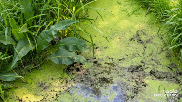 Fot. Robert Stachnik [Radio Szczecin] Jest mniej komarów niż przed rokiem [WIDEO, ZDJĘCIA]