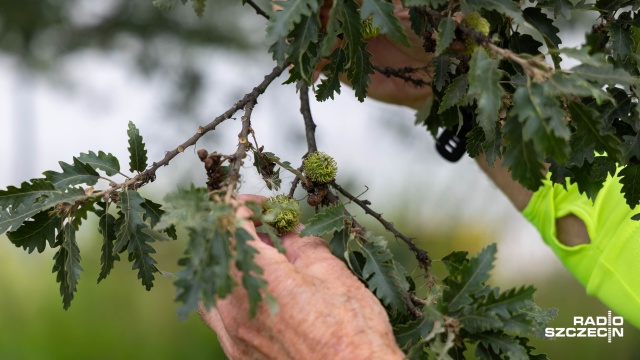 Fot. Robert Stachnik [Radio Szczecin] Spacer szlakiem szczecińskiej zieleni [WIDEO, ZDJĘCIA]