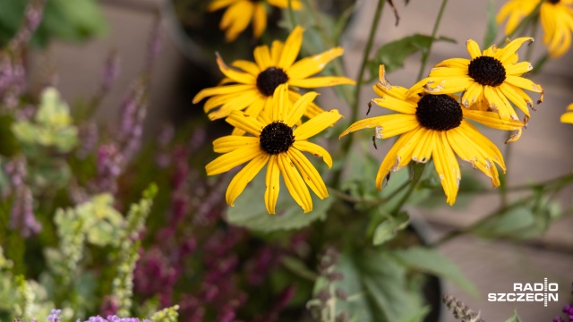 Fot. Robert Stachnik [Radio Szczecin] Jak stworzyć ogród przyjazny pszczołom? Warsztaty w Szczecinie [ZDJĘCIA]