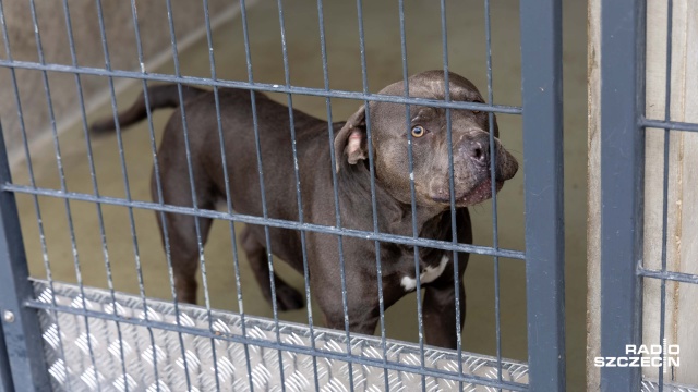 Fot. Robert Stachnik [Radio Szczecin] Ranny american bully w schronisku. Jego właściciel z zarzutem znęcania się [WIDEO, ZDJĘCIA]