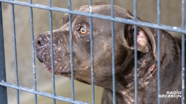 Fot. Robert Stachnik [Radio Szczecin] Ranny american bully w schronisku. Jego właściciel z zarzutem znęcania się [WIDEO, ZDJĘCIA]